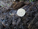 Entoloma alboumbonatum image