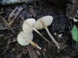 Entoloma alboumbonatum image