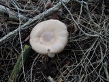 Entoloma whiteae image
