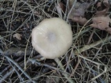 Entoloma whiteae image