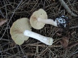 Entoloma whiteae image
