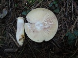 Lactarius pallescens image