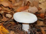 Clitocybe robusta image