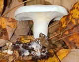 Clitocybe robusta image