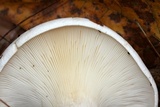 Clitocybe robusta image