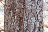 Canoparmelia texana image