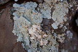 Canoparmelia texana image