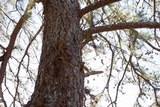 Canoparmelia texana image