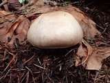 Agaricus hondensis image