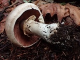 Agaricus hondensis image