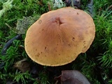 Cystoderma fallax image
