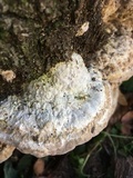 Trametes cubensis image