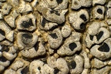 Aspicilia cyanescens image