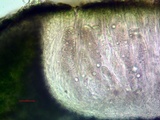 Aspicilia cyanescens image
