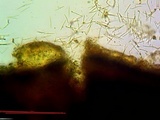 Aspicilia cyanescens image