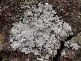 Lepraria normandinoides image