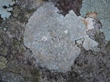Diploschistes actinostomus image