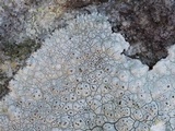 Diploschistes actinostomus image