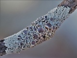 Physcia pumilior image