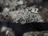 Physcia pumilior image