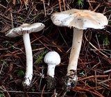 Inocybe whitei image