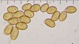 Inocybe whitei image