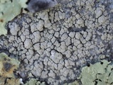 Lecidella meiococca image