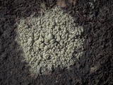 Lecidella meiococca image