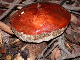 Leccinum manzanitae image