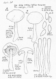 Hebeloma velutipes image