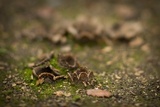 Geopora arenicola image