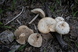 Marasmius albogriseus image