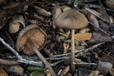 Entoloma vernum image