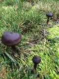 Entoloma sericeum image