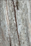 Calicium glaucellum image