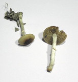 Conocybe aporos image