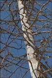 Calicium glaucellum image