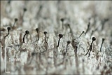 Calicium glaucellum image