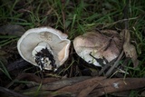 Agaricus littoralis image