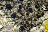 Rinodina laevigata image
