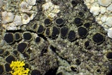 Rinodina laevigata image