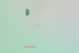 Rinodina laevigata image