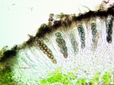Rinodina laevigata image