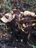 Gomphus clavatus image