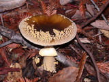 Amanita augusta image