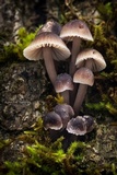 Mycena alcalina image