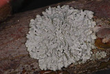 Image of Xanthoparmelia ahtii
