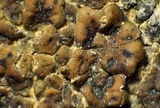 Acarospora obnubila image