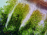 Acarospora obnubila image