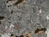 Carbonea latypizodes image